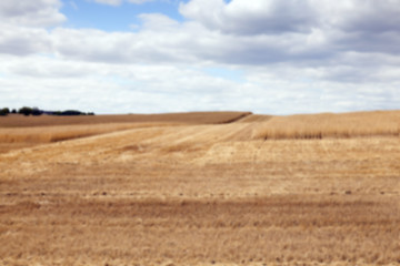 Image showing gathering the wheat harvest