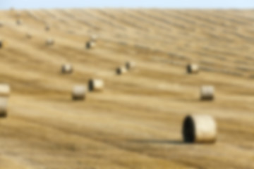 Image showing agriculture, not in focus