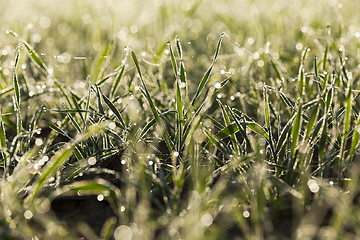 Image showing young grass plants, close-up