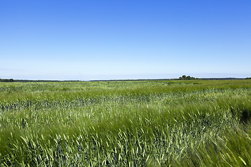 Image showing immature green grass