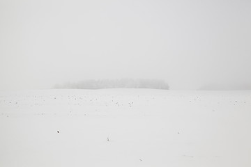 Image showing Trees in winter