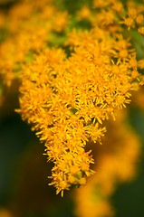 Image showing yellow flowers
