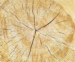 Image showing harvesting hardwood. logs