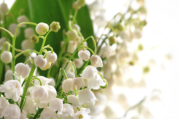 Image showing lily of valley