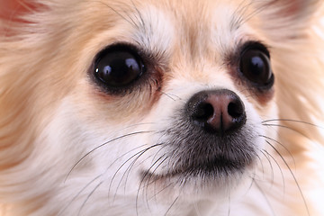 Image showing head of sweet chihuahua