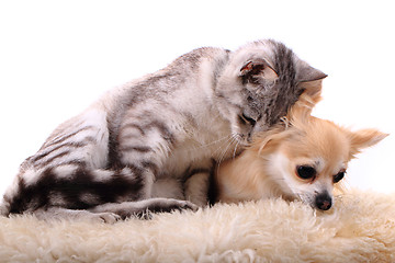 Image showing cat and chihuahua are resting