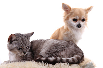 Image showing cat and chihuahua are resting