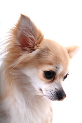 Image showing head of sweet chihuahua