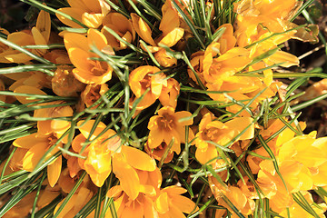 Image showing yellow crocus flowers