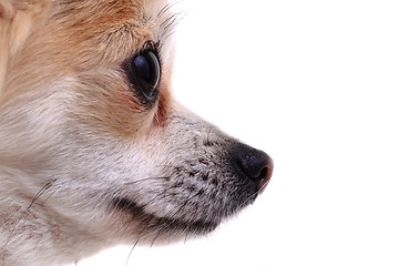 Image showing head of sweet chihuahua