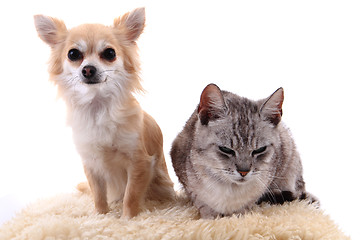 Image showing cat and chihuahua are resting