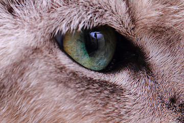 Image showing detail of green cat eye