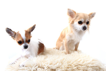 Image showing two chihuahua is resting 