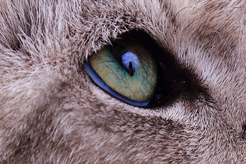 Image showing detail of green cat eye