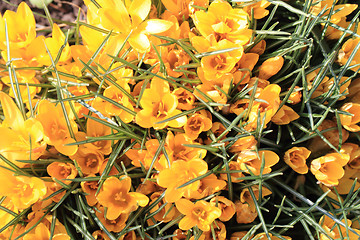 Image showing yellow crocus flowers