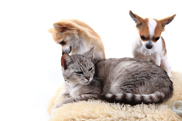 Image showing cat and chihuahua are resting