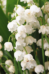 Image showing lily of valley