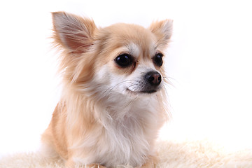 Image showing head of sweet chihuahua