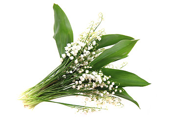 Image showing lily of valley