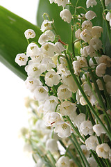 Image showing lily of valley