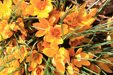 Image showing yellow crocus flowers