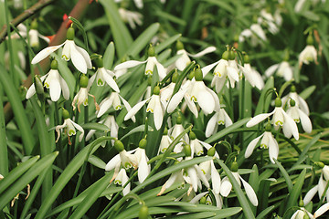 Image showing spring snowdrops flowers