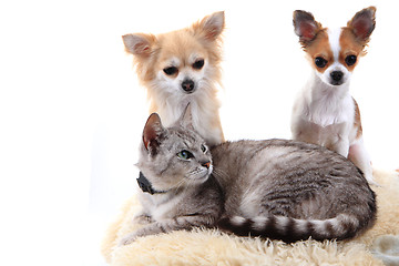 Image showing cat and chihuahua are resting