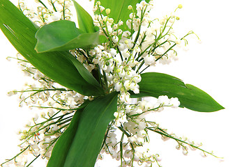 Image showing lily of valley