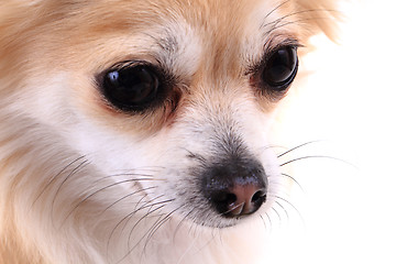 Image showing head of sweet chihuahua