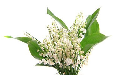 Image showing lily of valley