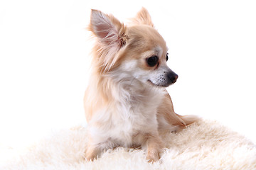 Image showing chihuahua is resting 