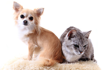 Image showing cat and chihuahua are resting