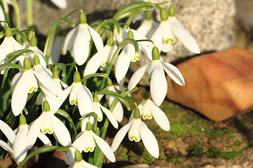 Image showing spring snowdrops flowers