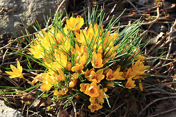 Image showing yellow crocus flowers