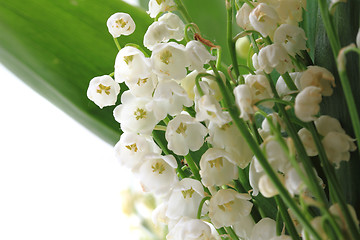 Image showing lily of valley