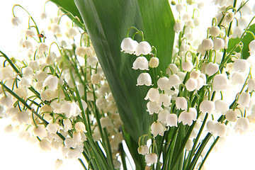 Image showing lily of valley