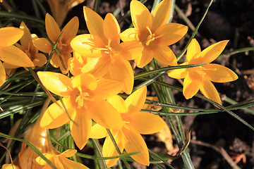 Image showing yellow crocus flowers