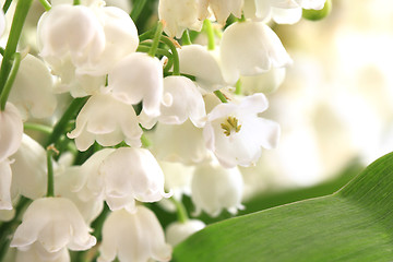 Image showing lily of valley