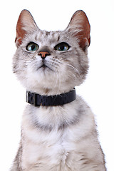 Image showing gray cat isolated