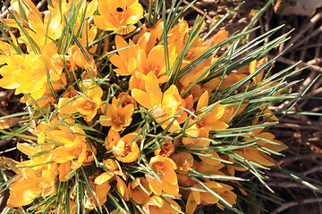 Image showing yellow crocus flowers