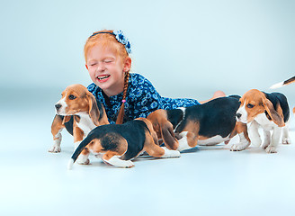 Image showing The happy girl and beagle puppies on gray background