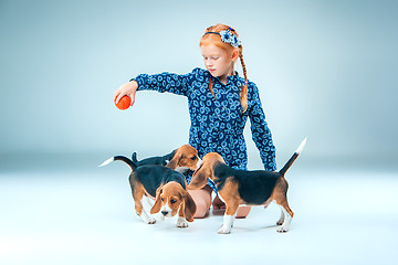 Image showing The happy girl and beagle puppies on gray background