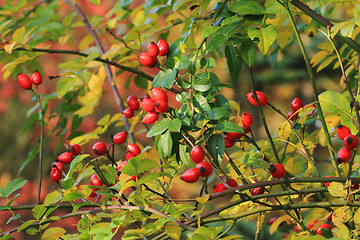 Image showing Briar fruit, wild rose in nature