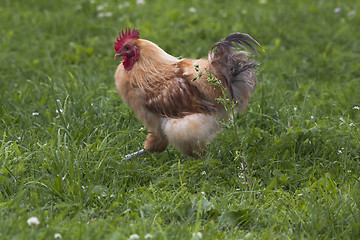 Image showing out for a walk