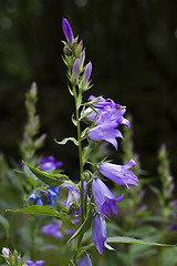 Image showing blue bells