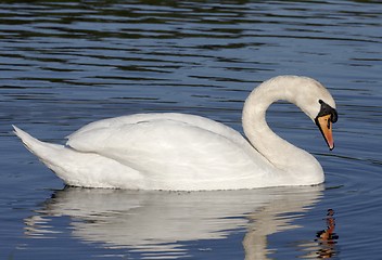 Image showing Swan