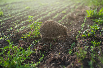 Image showing hedgehog at the field