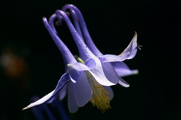 Image showing Aquilegia