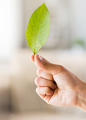 Image showing close up of woman hand holding green leaf