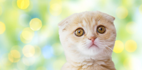 Image showing close up of scottish fold kitten over green lights